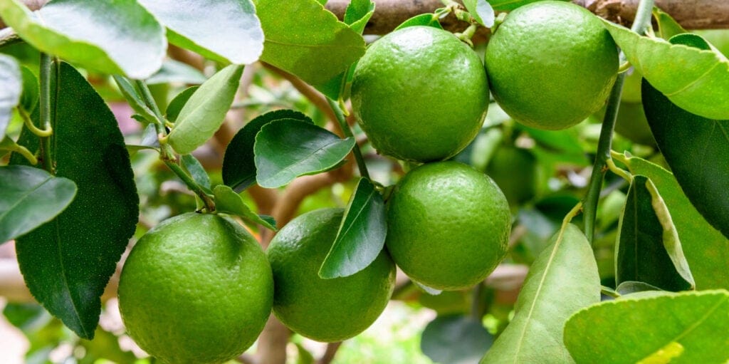 Persian Lime Tree