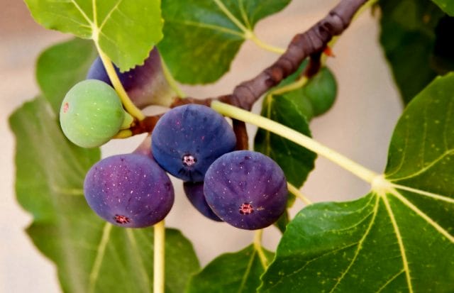 chicago fig tree
