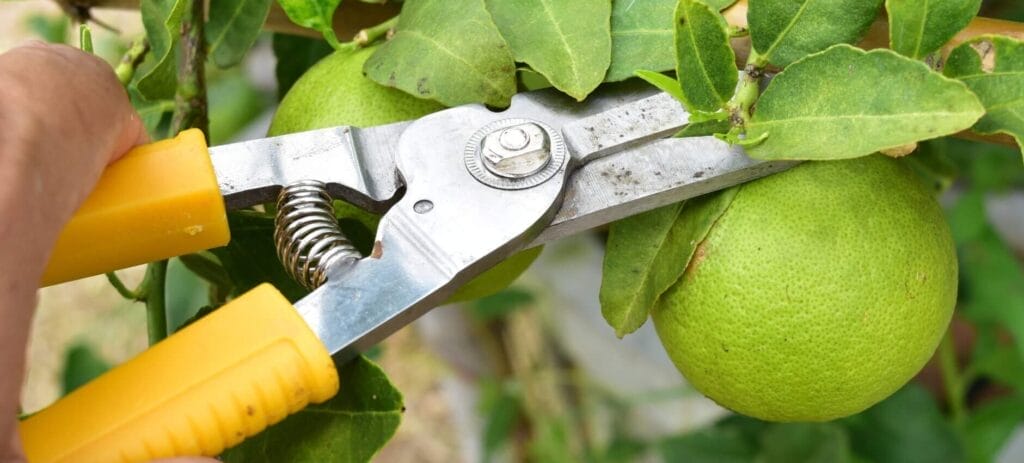 harvesting limes