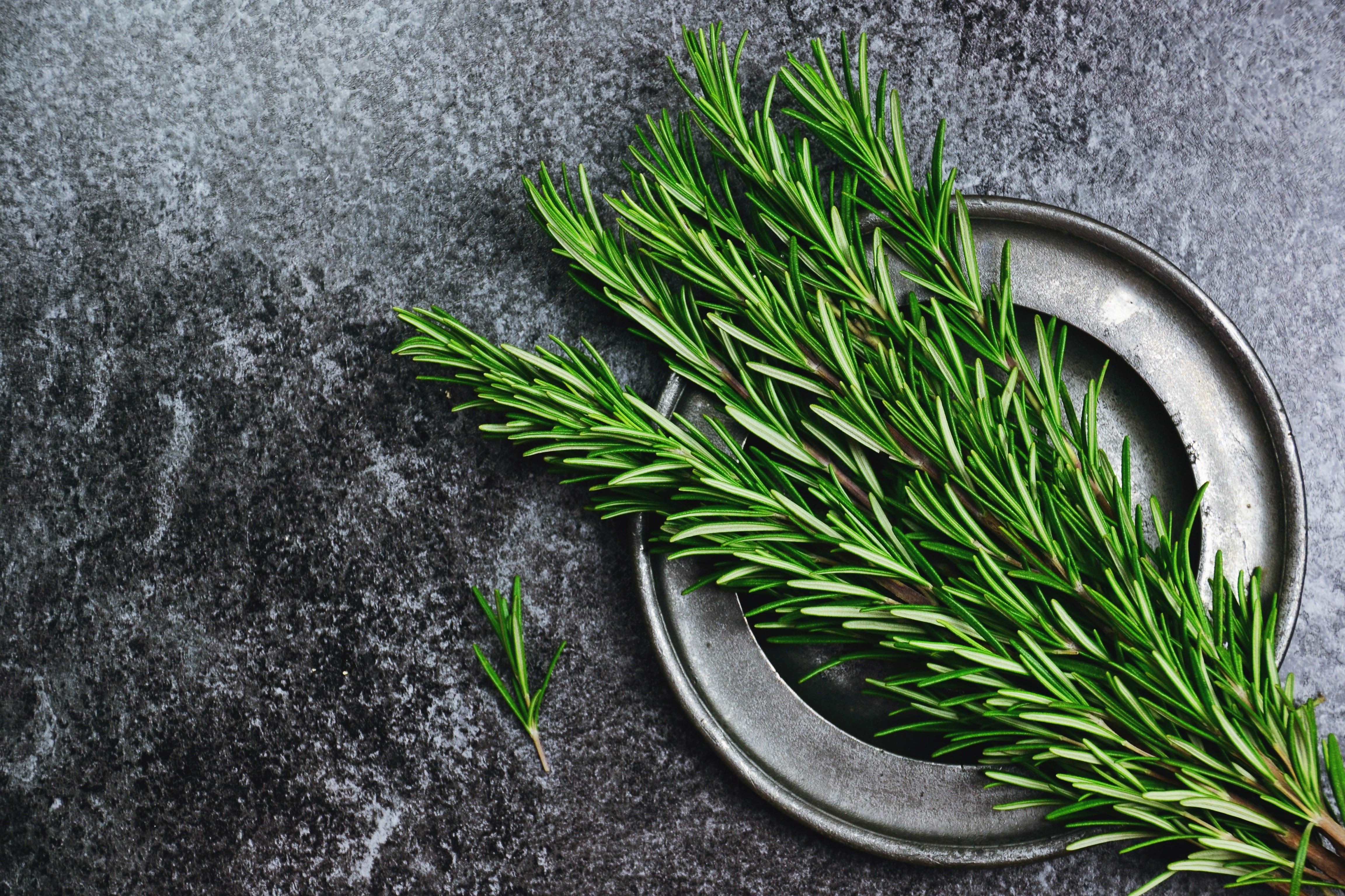 harvesting rosemary