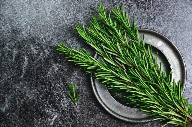 harvesting rosemary