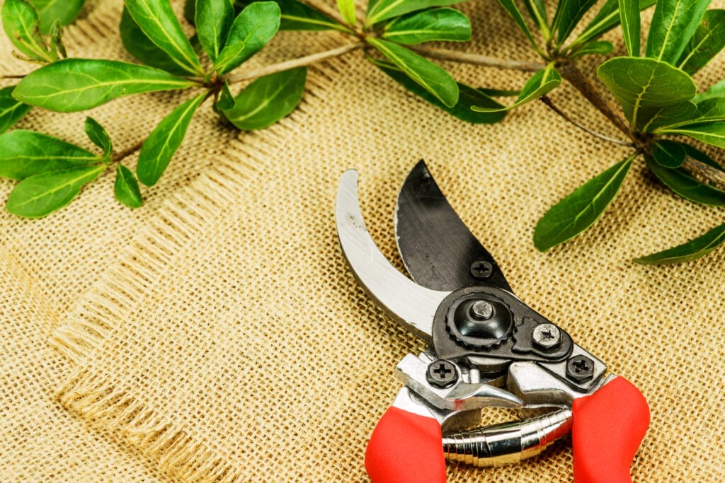 pruning shears buying considerations