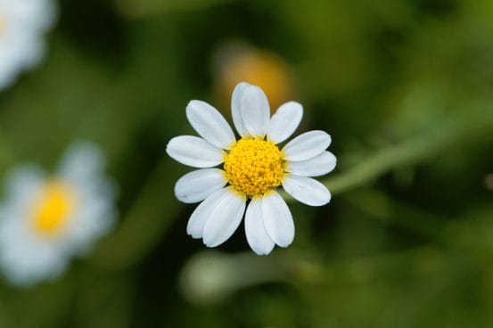 Roman Chamomile