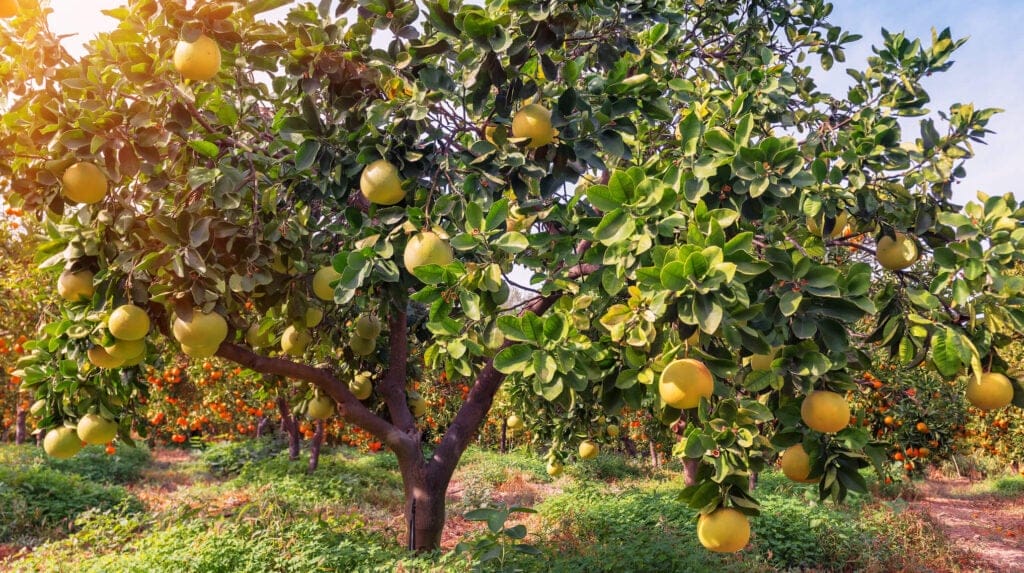 grapefruit tree