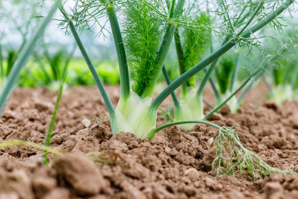 growing fennel 2