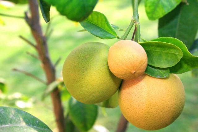 pomelo grapefruit 2