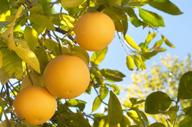 pomelo grapefruit