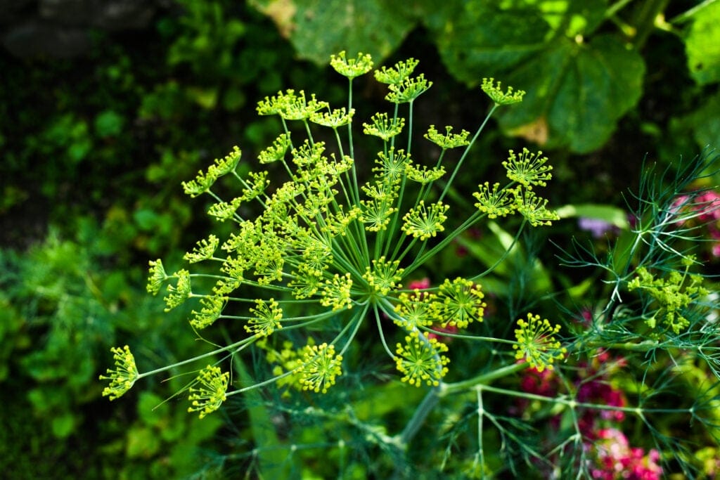 superdukat dill