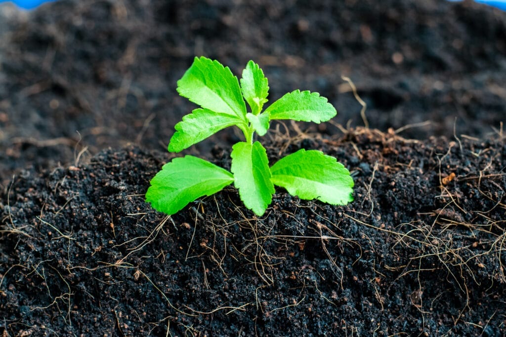stevia growing