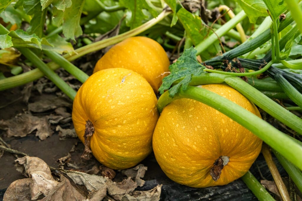spaghetti squash growing