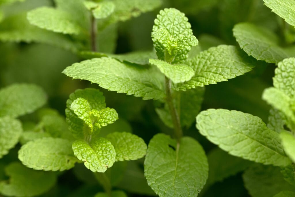 spearmint