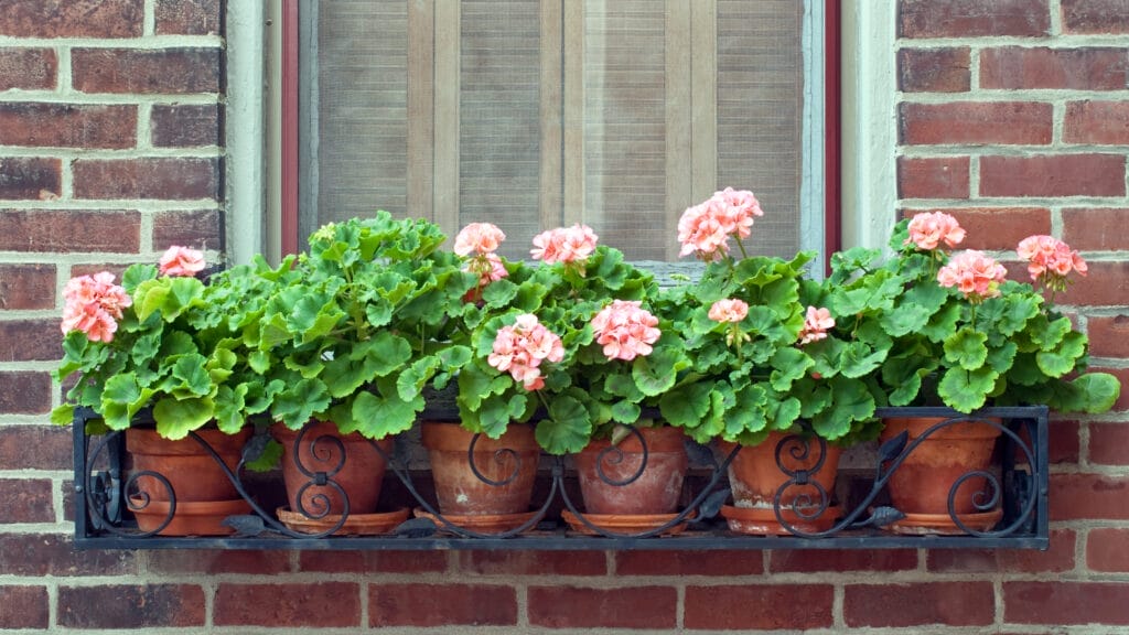 window box 2
