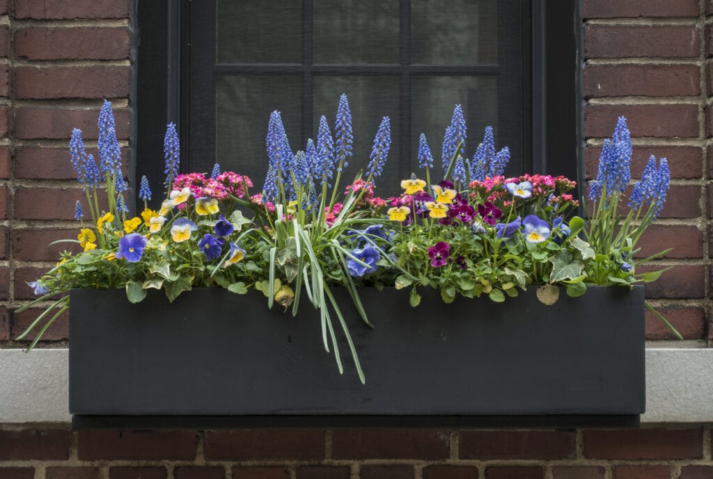 window box 3