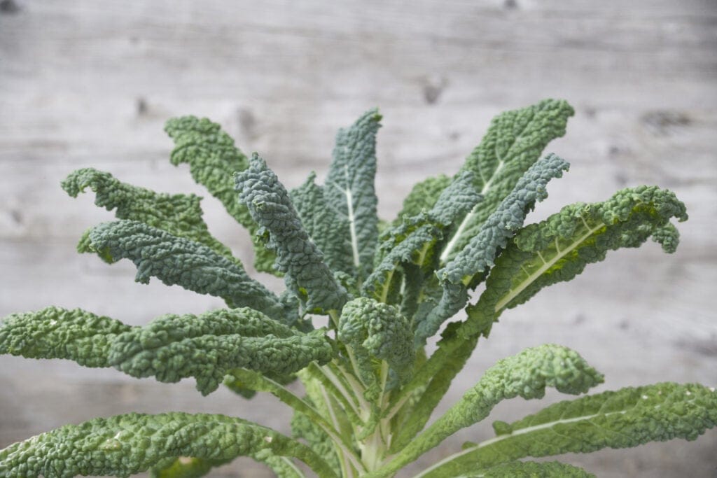 Lacinato Kale