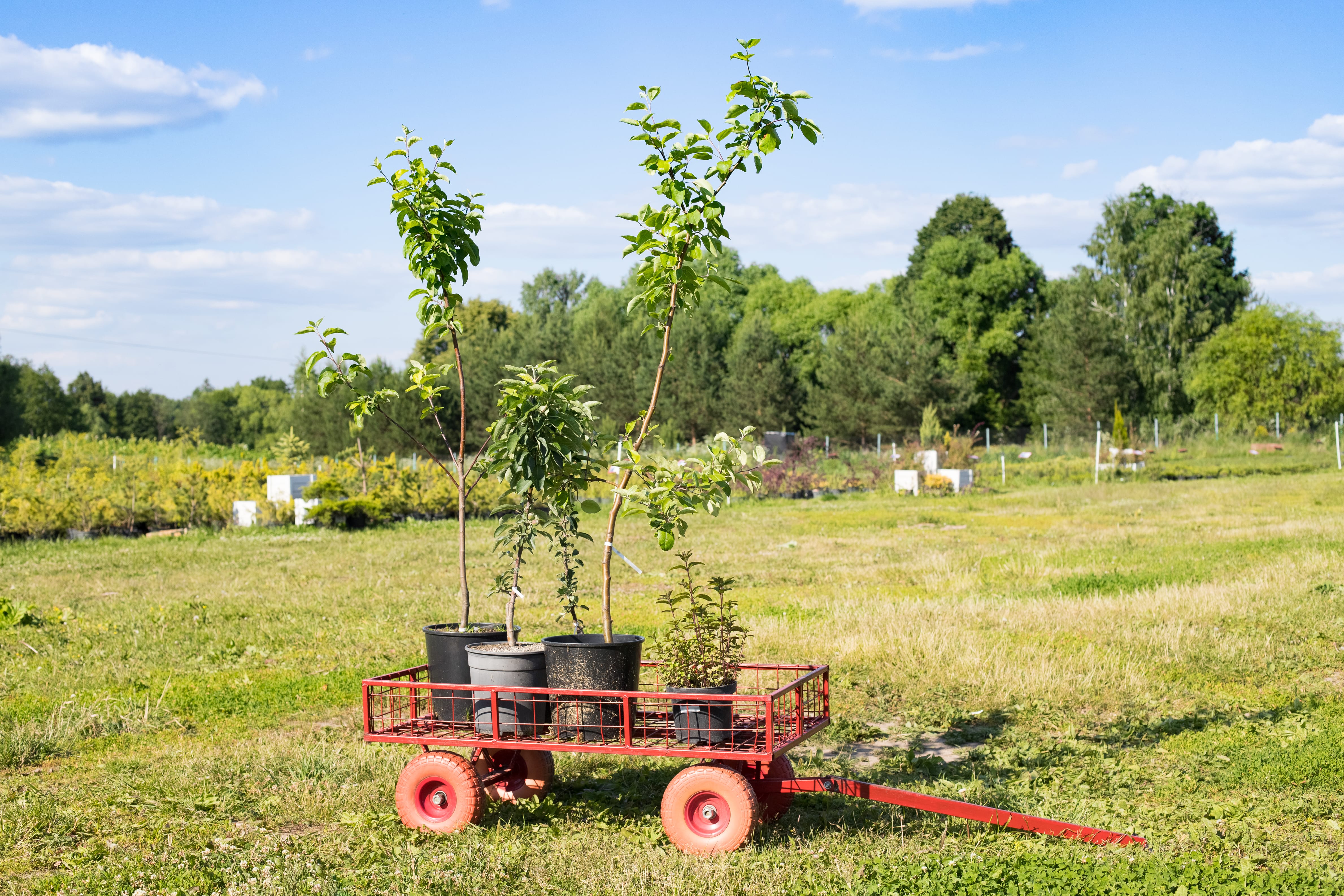 apple tree planting