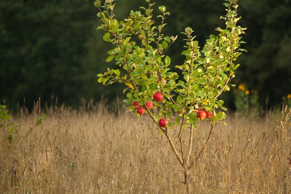 apple tree sapling