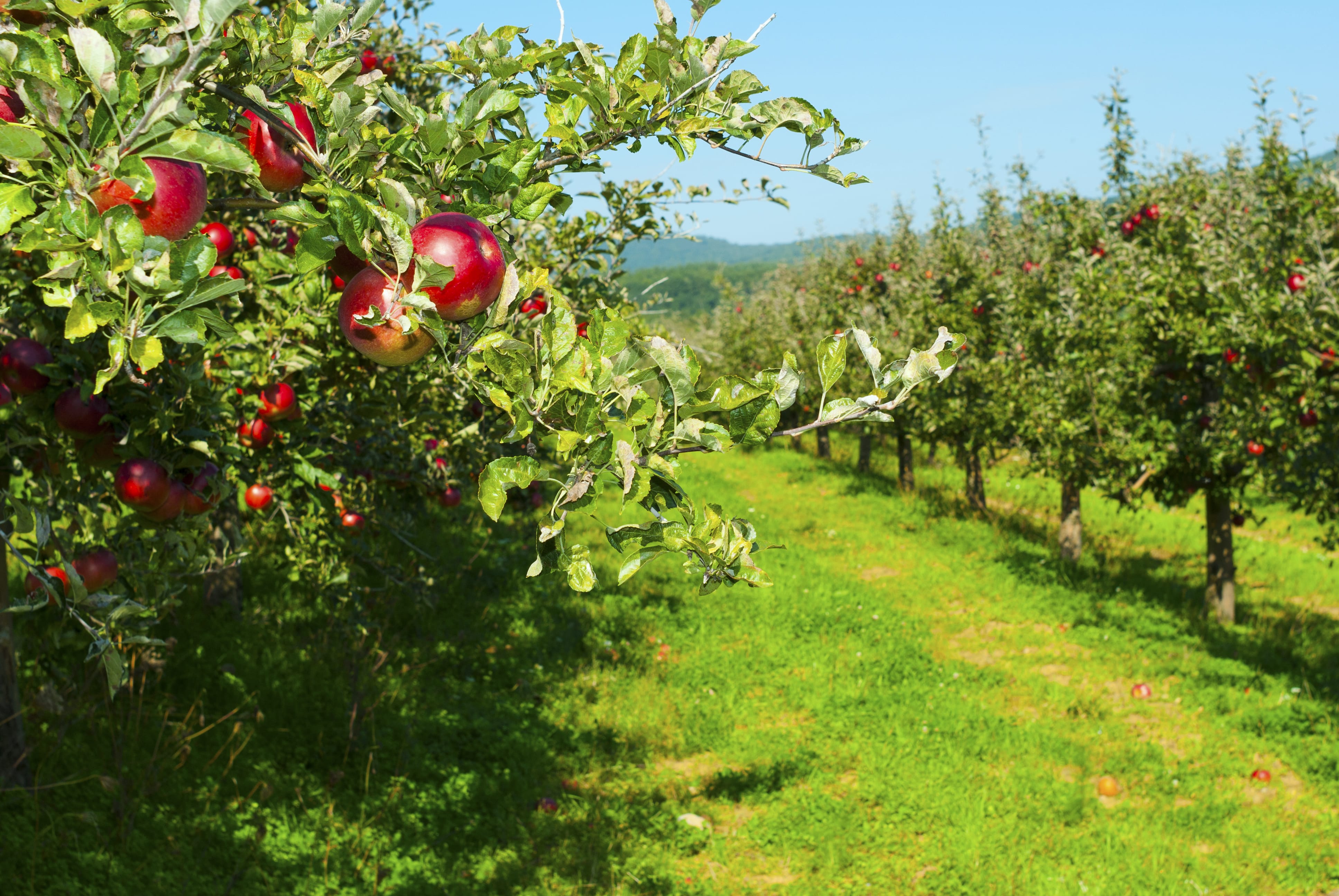 apple tree spacing