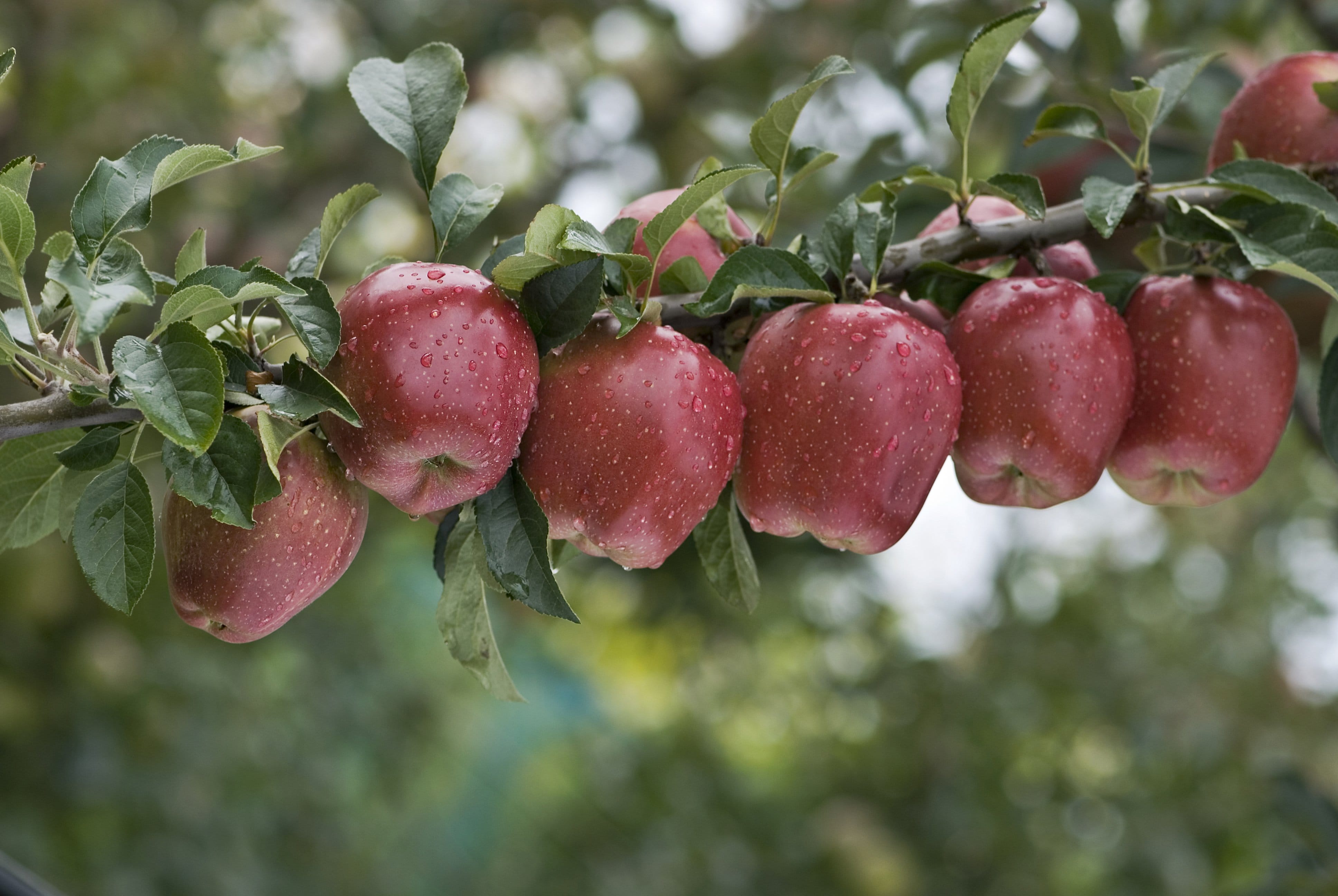 apple tree watering