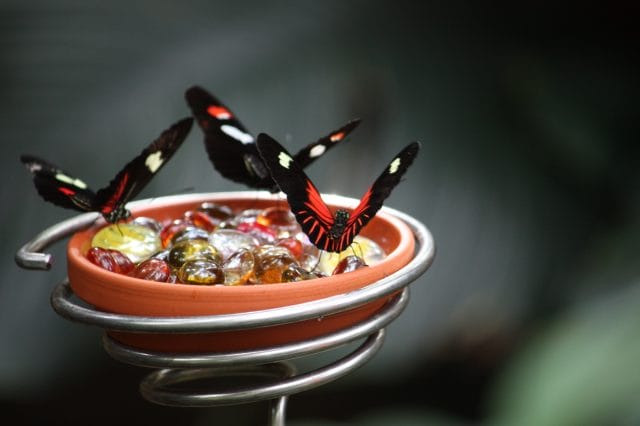 butterfly feeder