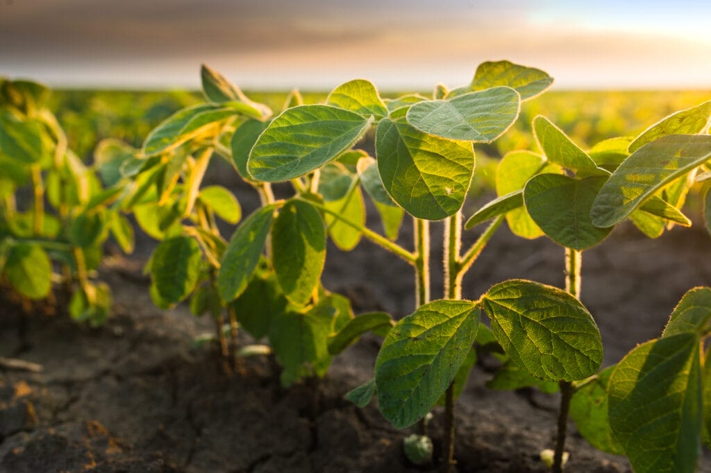 growing lima beans