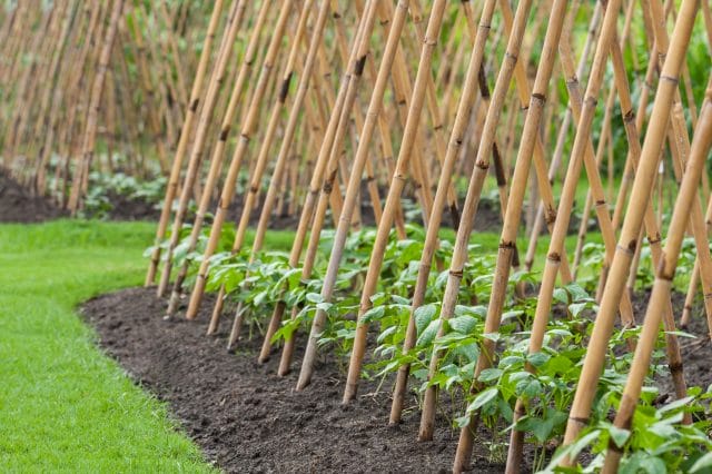 growing lima beans on a pole