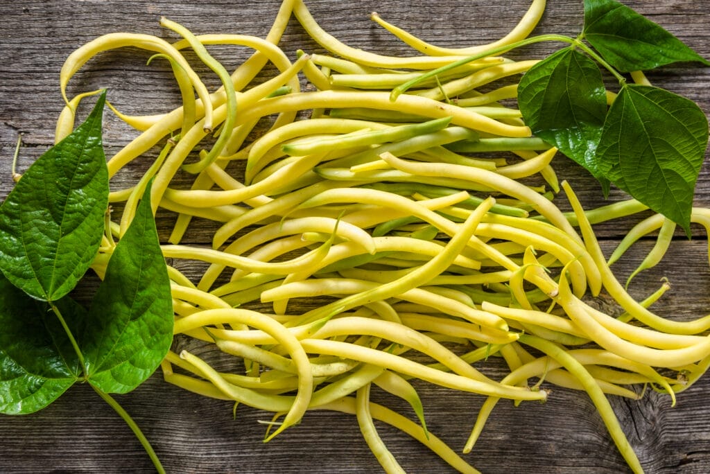 harvest wax beans