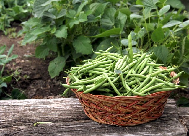 harvesting green beans