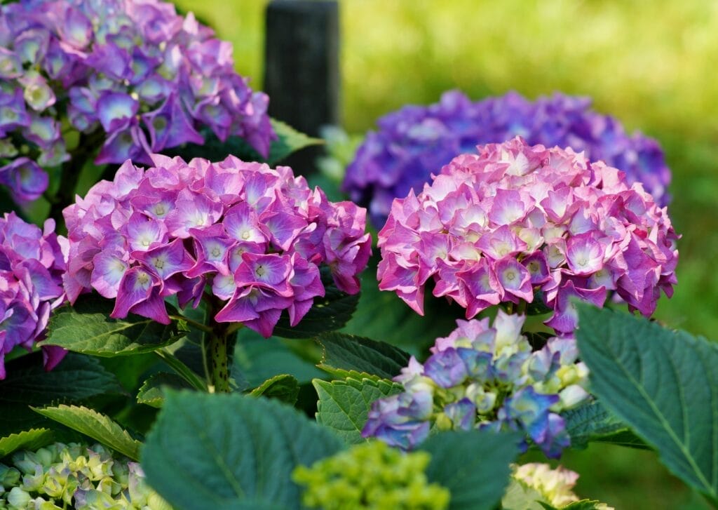 hydrangea