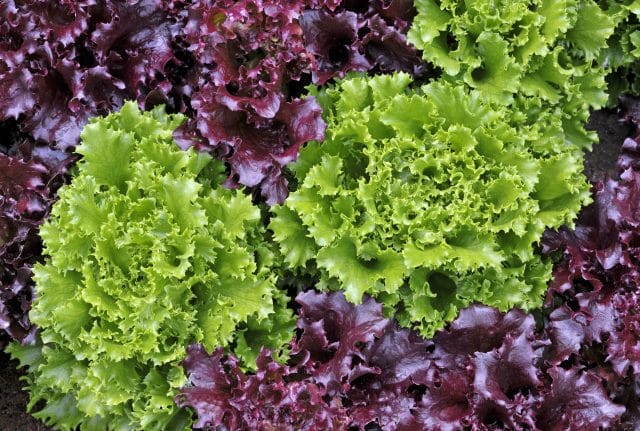 loose leaf lettuce