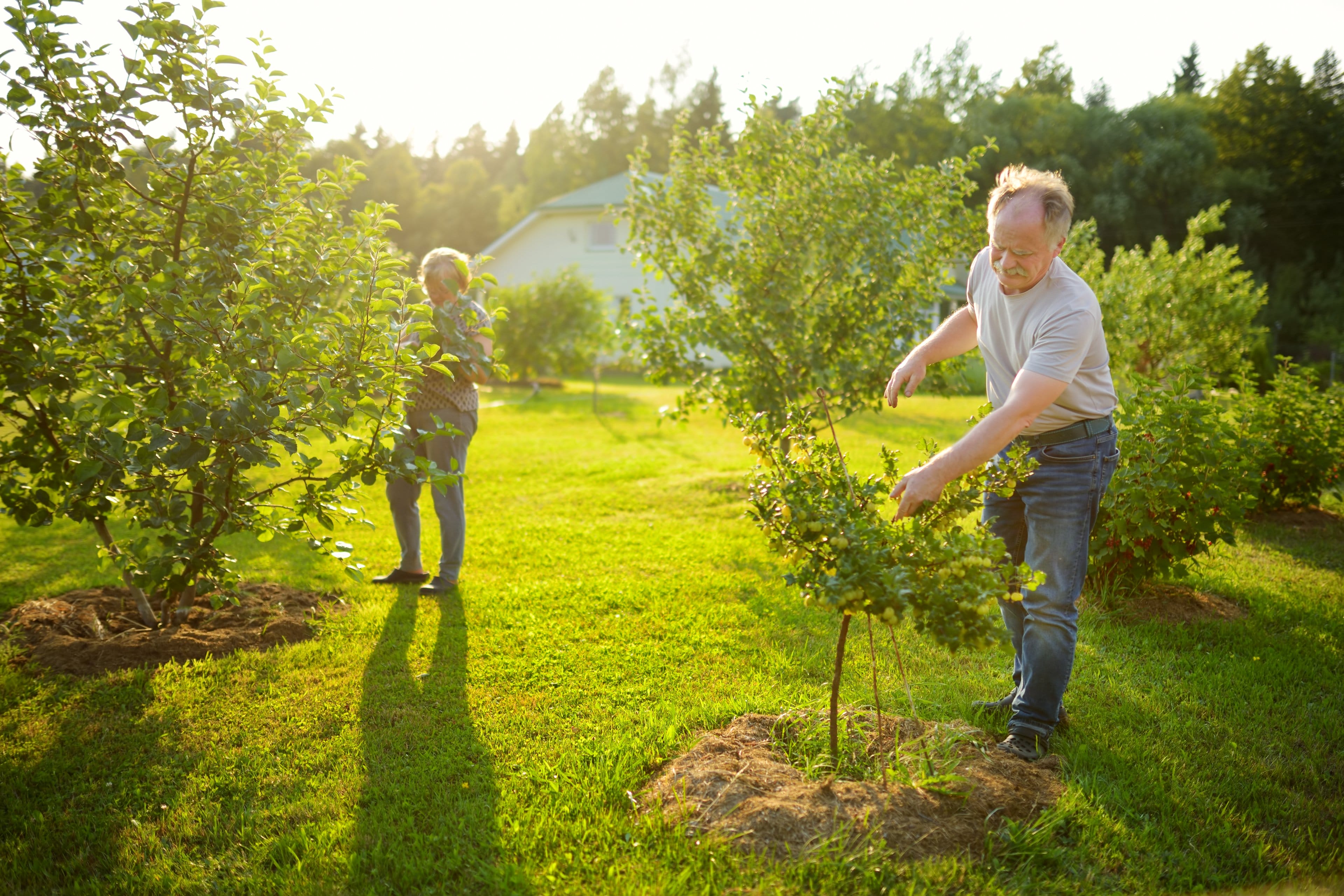 planting apple tree