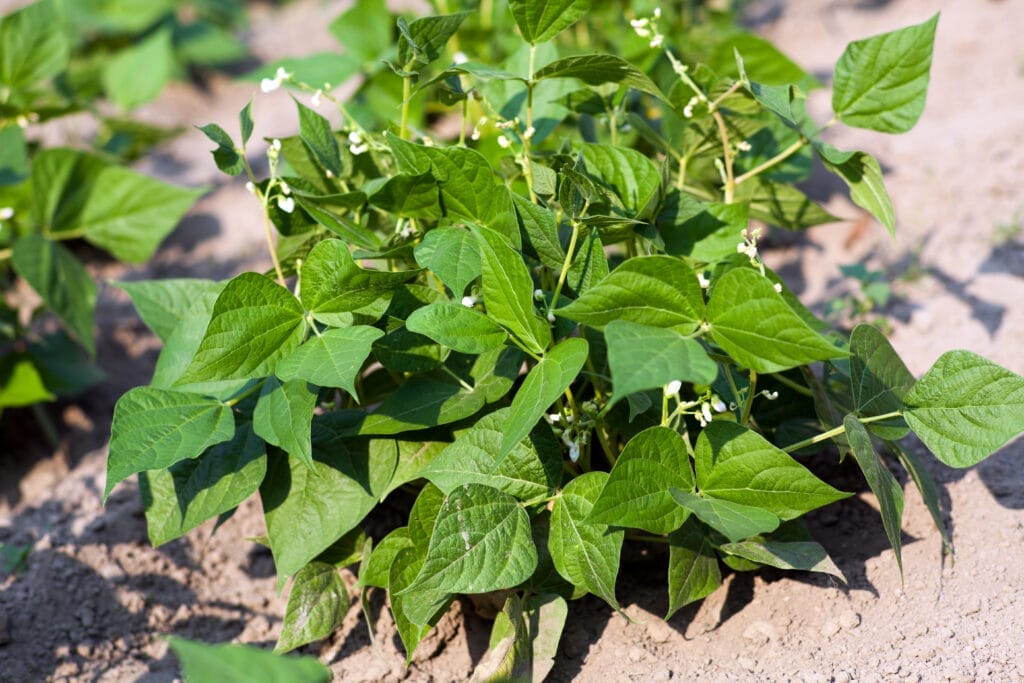 snap bush green beans