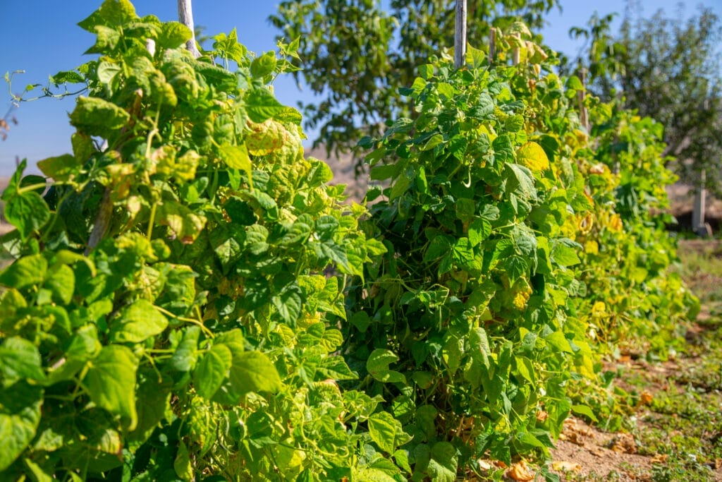 snap pole green beans