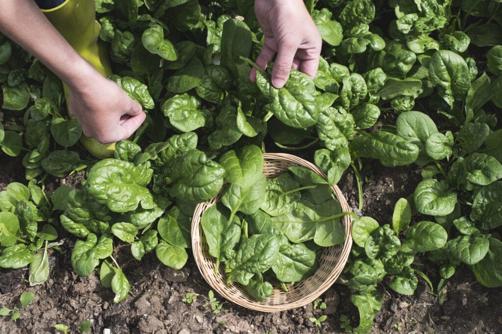 spinach