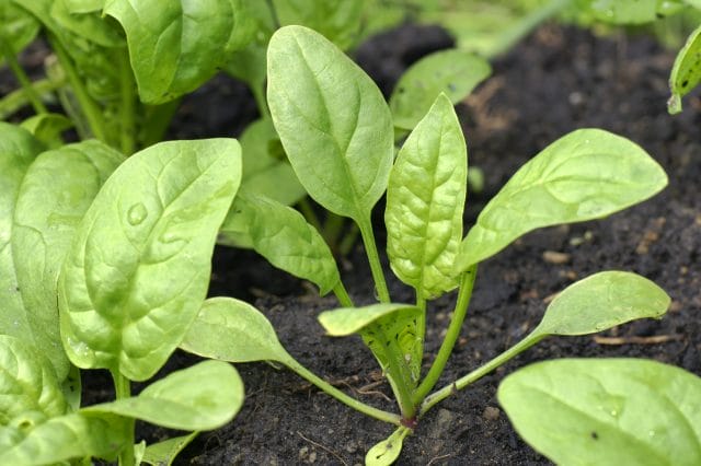 spinach grwing