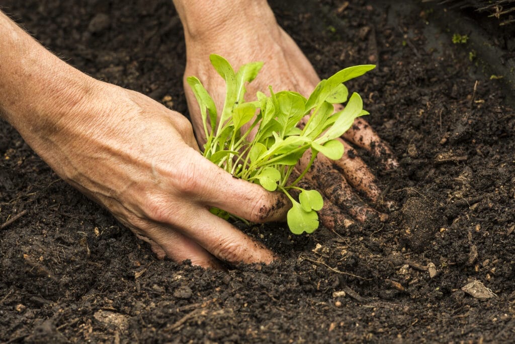 transplanting arugula