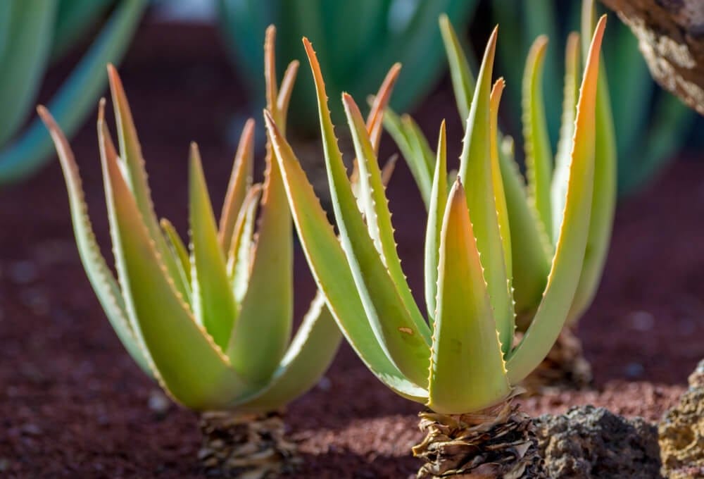 Aloe Vera in a garden