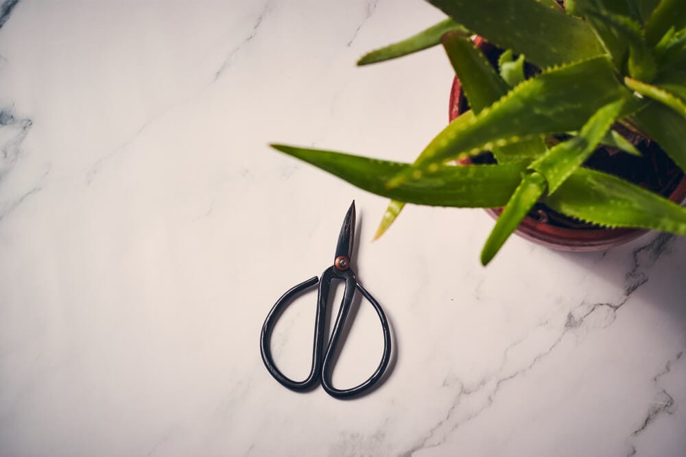 Pruning Aloe Vera