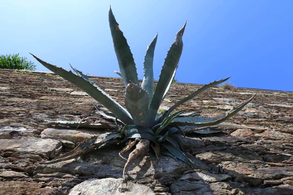 Stone Aloe