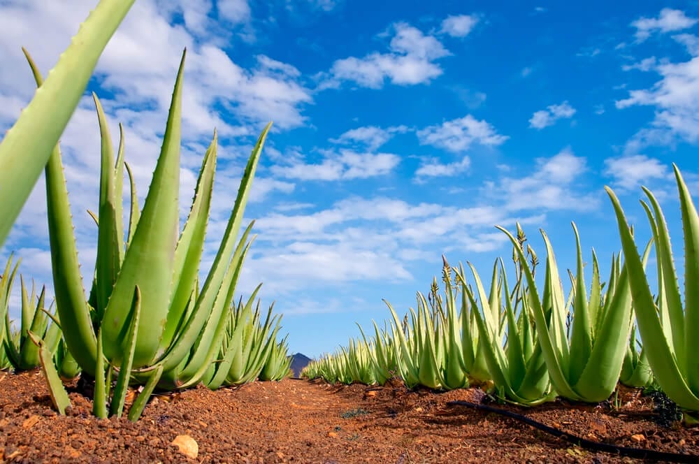 aloe vera 2