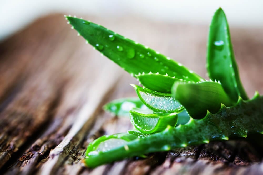 aloe vera care