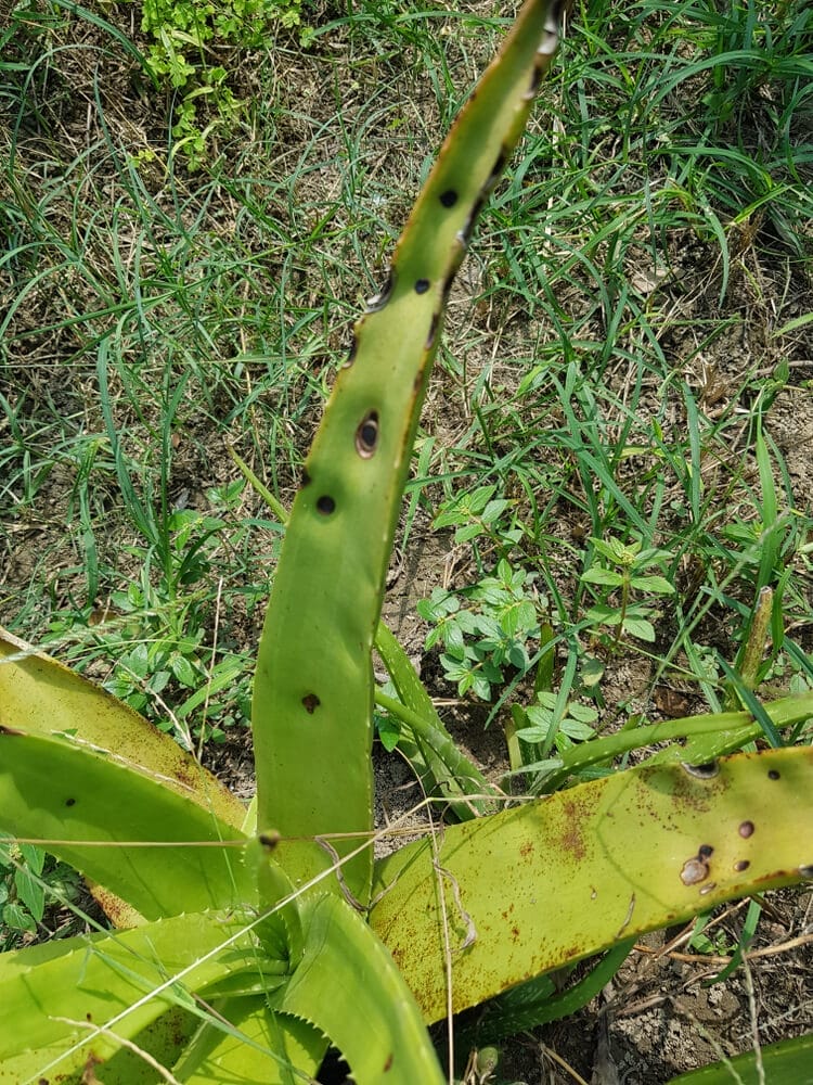 aloe vera disease