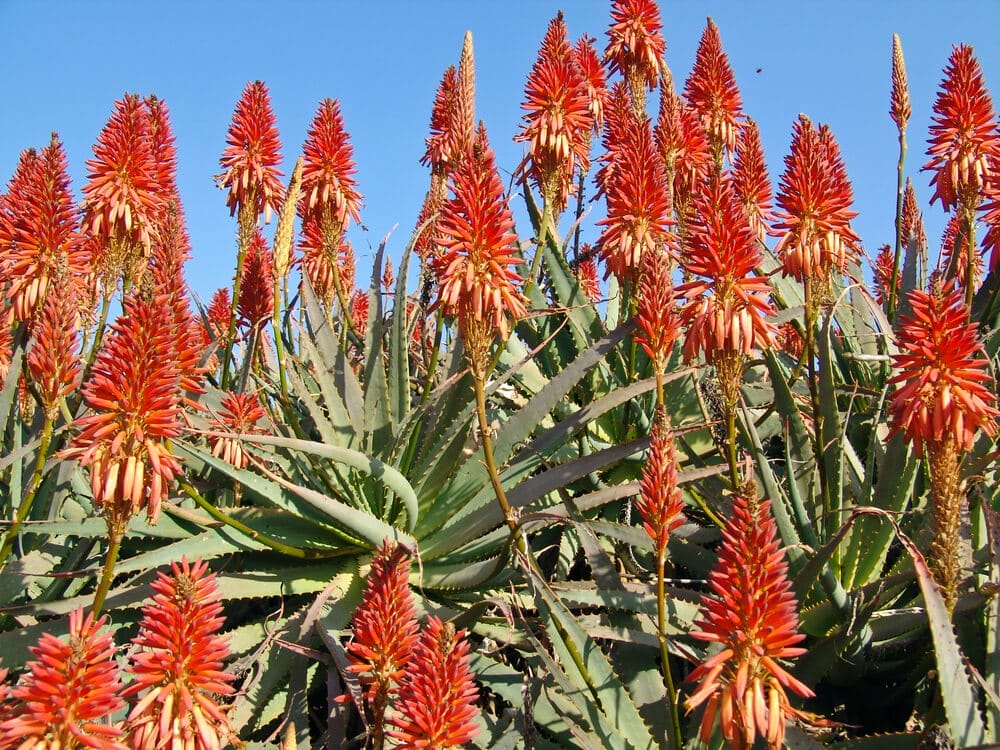 aloe vera flowering