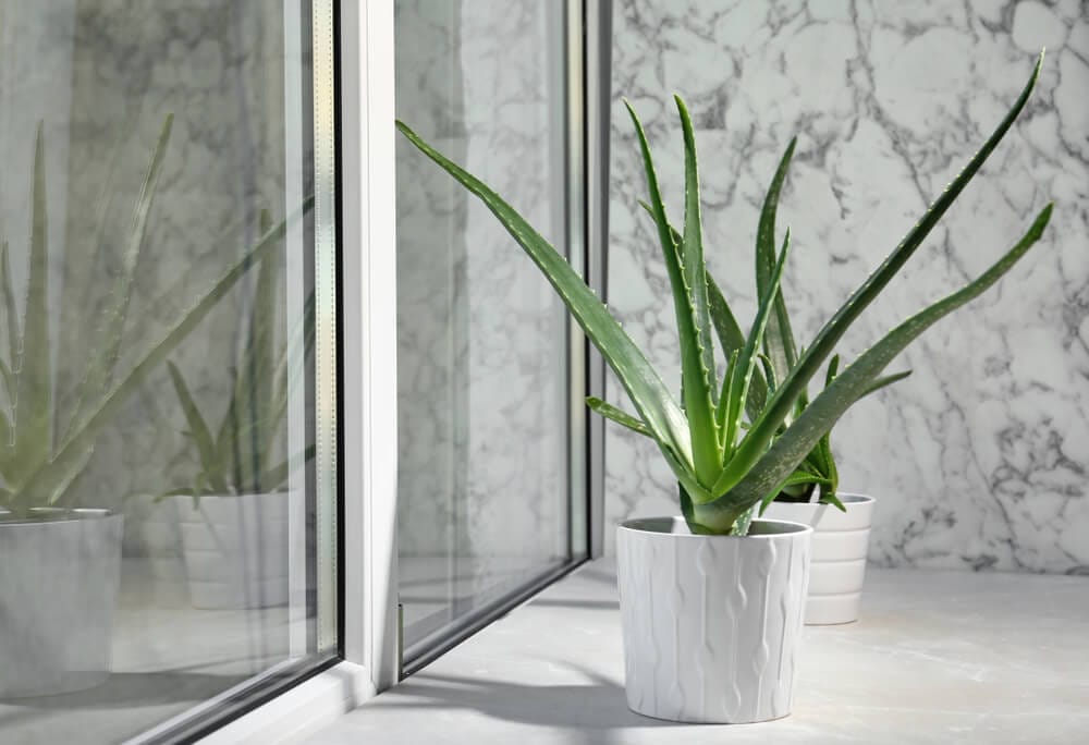 how to grow aloe vera indoors