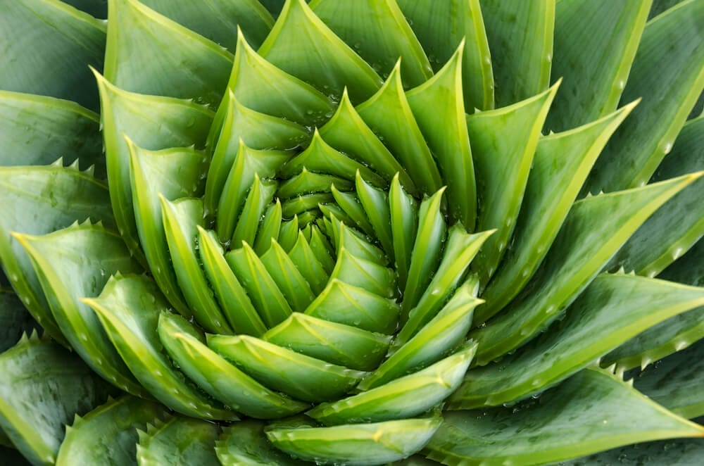 how to grow aloe vera