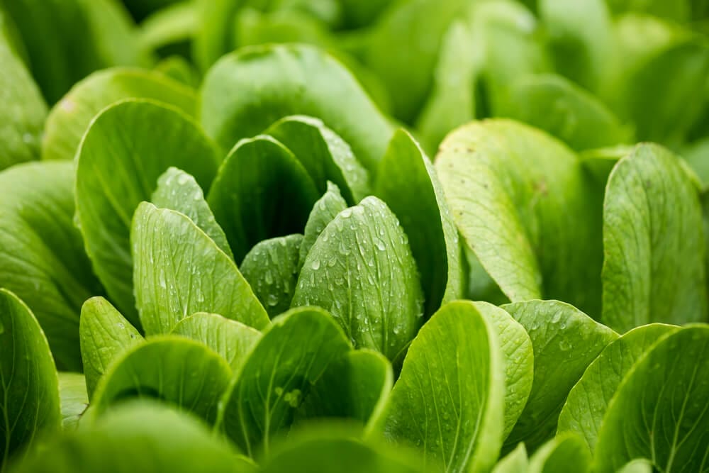 bok choy care
