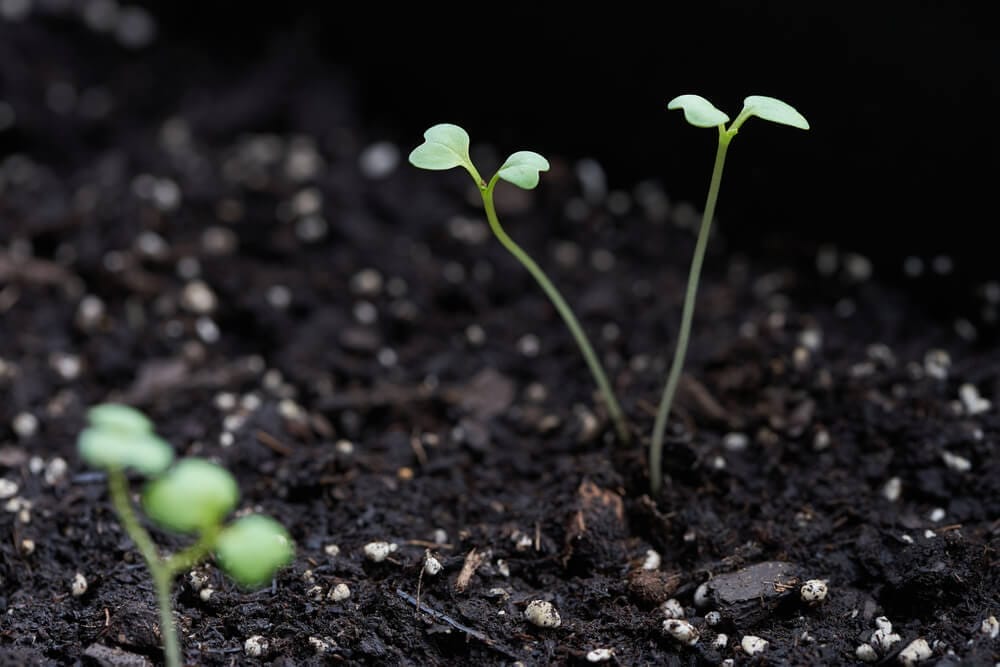 bok choy growing from seed