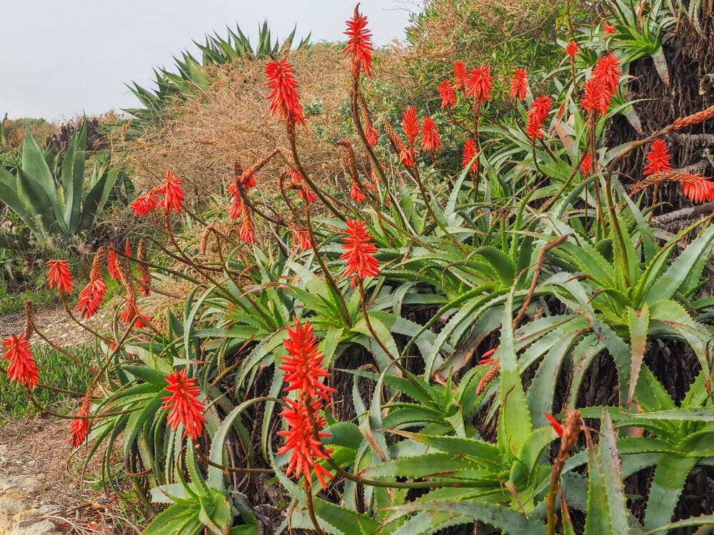 candelabra aloe