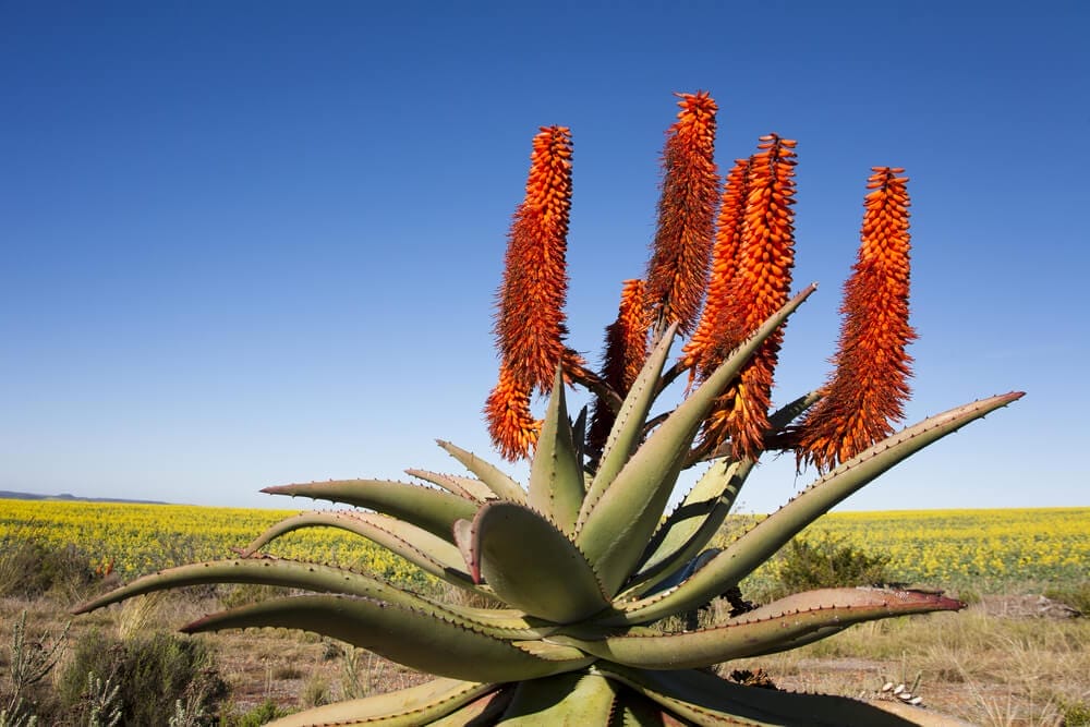cape aloe