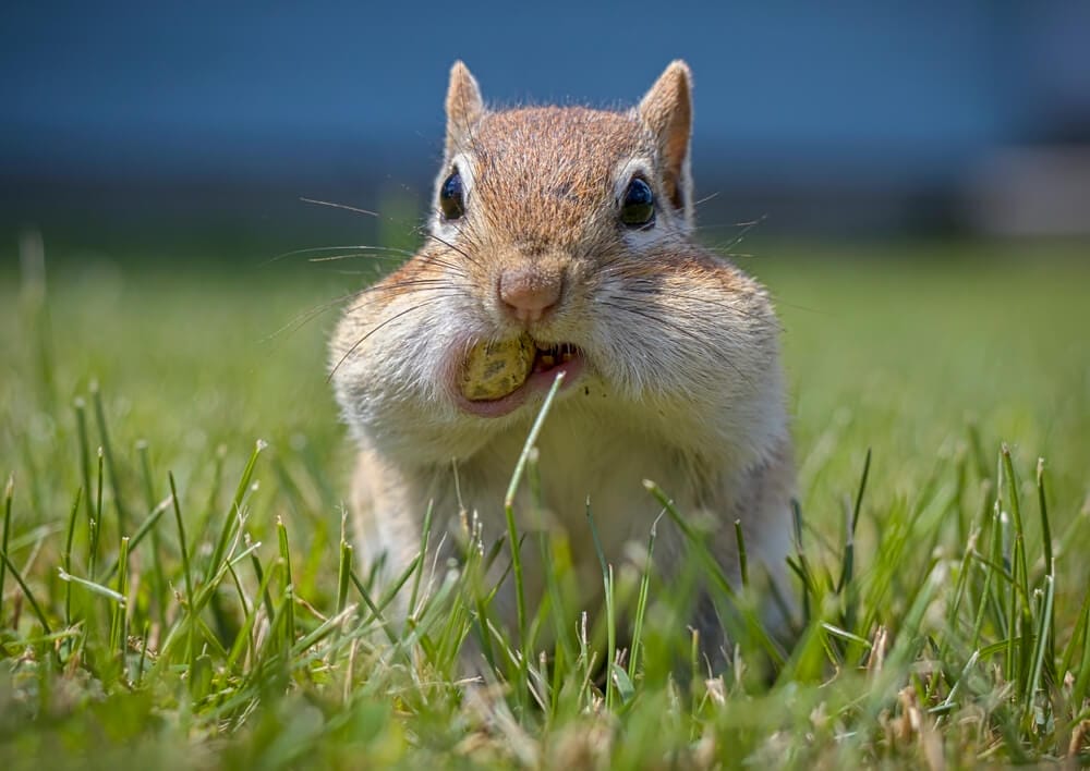 chipmunk 2