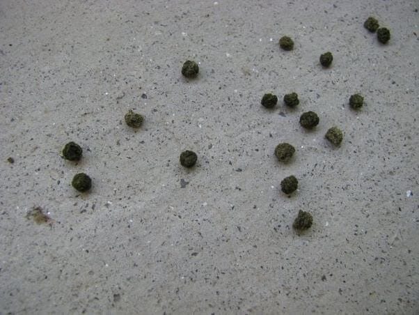 chipmunk poop 